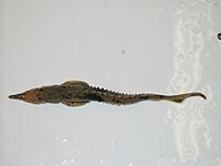 Juvenile lake sturgeon Goulais Bay, Lake Superior.