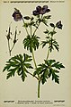 Geranium pratense