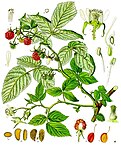 Rubus idaeus — Малина обыкновенная