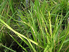 Rice plant with grains.jpg