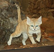 Sandcat1 CincinnatiZoo.jpg