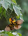 Building nest at Kibale forest National Park