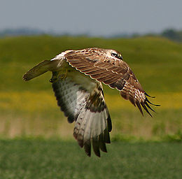 Paprastasis suopis (Buteo buteo)