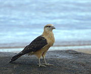 Geelkopcaracara (Milvago chimachima)