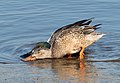 Image 105Northern shoveler pair "shoveling" together in Marine Park, Brooklyn