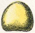 Français : Oeuf d'arctia English: Egg of Arctia