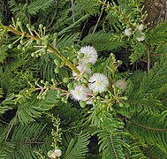 Acacia angustissima, the Prairie Acacia (10078290294).jpg