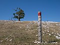 * Nomination Cow-protected hiking guidepost, a beech in the back. Álava, Basque Country, Spain --Basotxerri 14:36, 19 August 2016 (UTC) * Promotion  Support Good quality.--Famberhorst 15:29, 19 August 2016 (UTC)