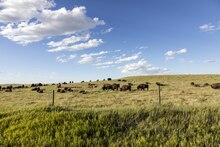 Bison herd in Weld County, Colorado, near the Wyoming line LCCN2015633318.tif