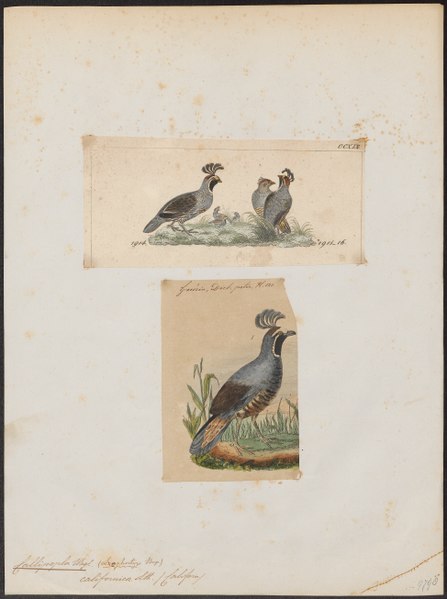 File:Callipepla californica - 1700-1880 - Print - Iconographia Zoologica - Special Collections University of Amsterdam - UBA01 IZ17100257.tif