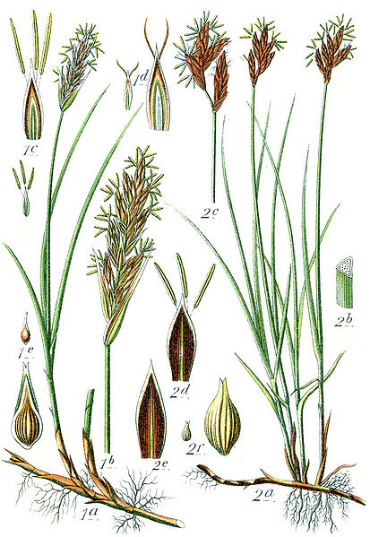 File:Carex spp Sturm35.jpg