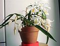 Skiauterėtoji ertmenė (Coelogyne cristata)