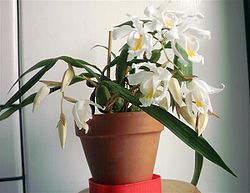 Coelogyne cristata