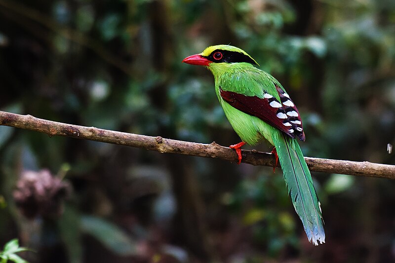 File:Common Green Magpie Facts 03.jpg