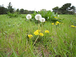 Το είδος ταράξακος ο φαρμακευτικός (Taraxacum officinale)