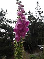 Digitalis purpurea.