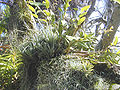 Epiphyte assemblage of orchids and bromeliads