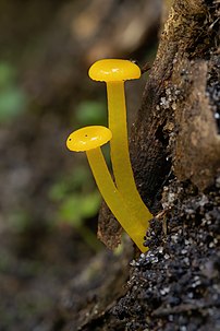 Sporophores de Gliophorus chromolimoneus, champignon de la famille des hygrophoracées. (définition réelle 3 023 × 4 534)