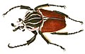 Goliath beetle