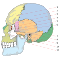 Human skull numbered version