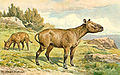 Hyracodon