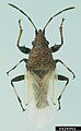 Oxycarenus hyalinipennis.