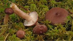 Description de l'image Lactarius pilatii 72079.jpg.