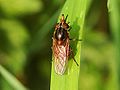 Rhingia campestris