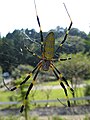 Nephila clavata