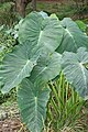 Image 42The taro (saonjo in Malagasy) is, according to an old Malagasy proverb, "the elder of the rice" (Ny saonjo no zokin'ny vary), and was also a staple diet for the proto-Austronesians (from History of Madagascar)