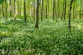 Naturschutzgebiet Königsblick in Willebadessen-Ikenhausen, Kreis Höxter