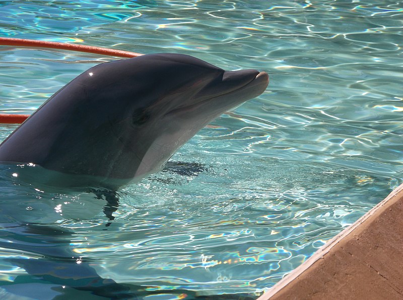 File:A dolphin swimming at Six Flags in Vallejo.jpg