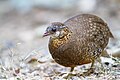 Green-legged partridge