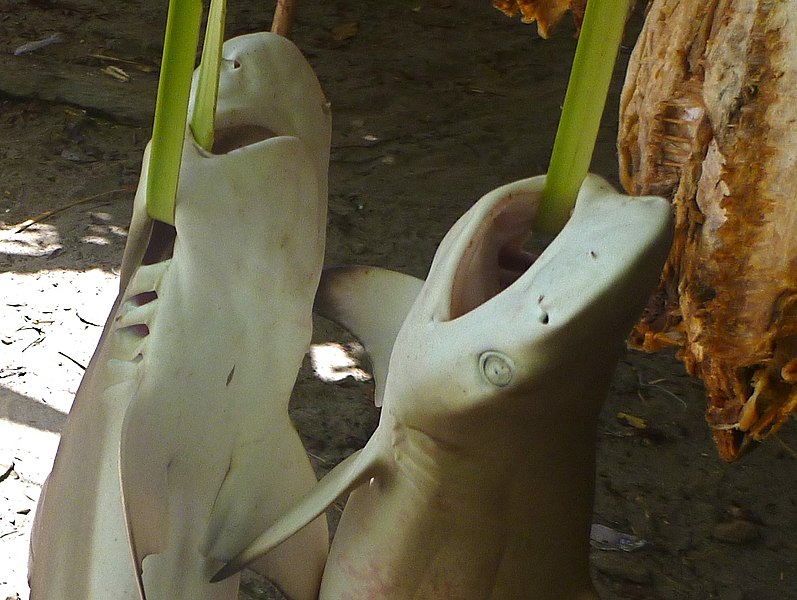 File:Baby sharks for sale at the Atauro Saturday market.jpg