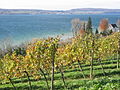 Bodensee Weinbau Birnau