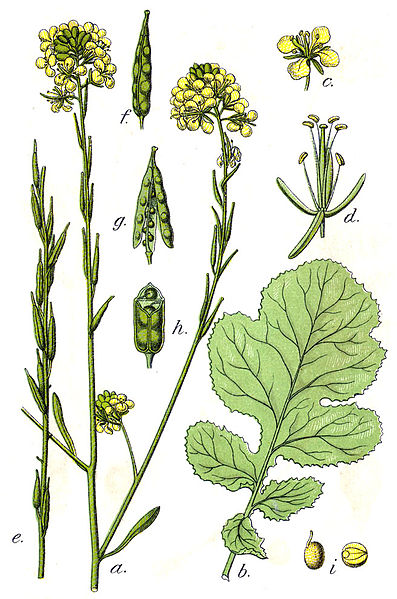 File:Brassica nigra Sturm38.jpg