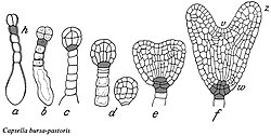 Ontwikkeling embryo bij herderstasje. a: proëmbryo met kiemdrager, h: hypofyse, b: viercellige kiembol met kiemdrager, c: achtcellig stadium, d:zestiencellig stadium, e: overgang naar het vroege hartstadium, f: hartstadium met v: stengeltop, z: zaadlobben, w: worteltje.