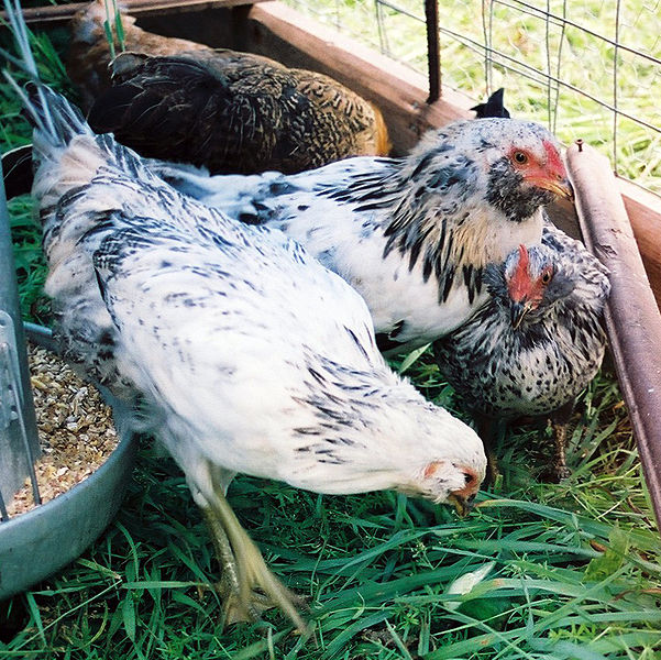 File:Easter Egger Chickens in Canada.jpg