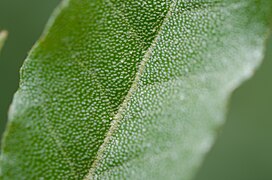 Bladets underside