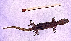 Description de l'image Hemiphyllodactylus typus StPaul.jpg.