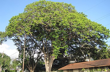 Forme générale de l'arbre.