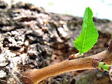 Leaves in iran برگ گلها و گیاهان ایرانی 32.jpg