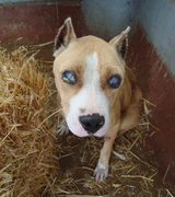 Parasite140104-fig1 Surra (Trypanosoma evansi infection) in a Tunisian dog.png