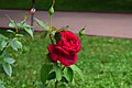 * Nomination Red rose at Square of the Cathedral of Christ the Saviour --Юрий Д.К. 19:39, 12 August 2024 (UTC) * Promotion  Support Good quality. --Екатерина Борисова 01:20, 13 August 2024 (UTC)