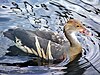 The Plumed Whistling Duck