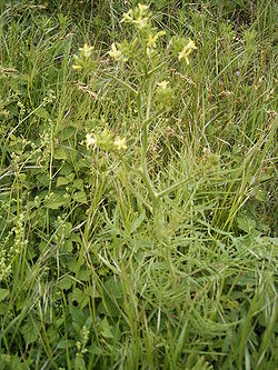 Sisymbrium altissimum.