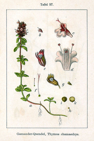 File:Thymus serpyllum Sturm57.jpg