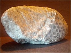 H. percarinata, "Petoskey stone"