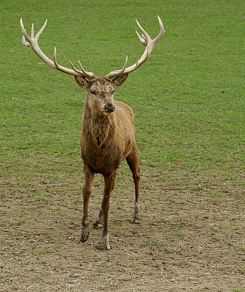 File:'Eric' and his Antlers (1) - geograph.org.uk - 2341000.jpg