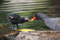 Moorhen feeding chick some regurgitated food